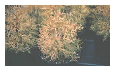 THUJA occidentalis 'Rheingold'